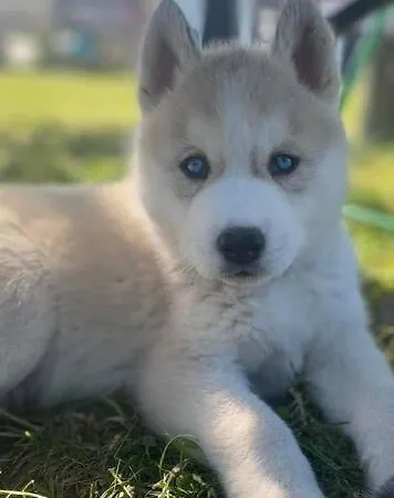 Szálloda Des Huskys