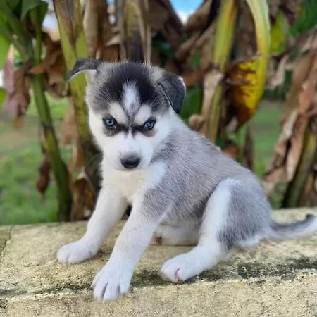 Des Huskys