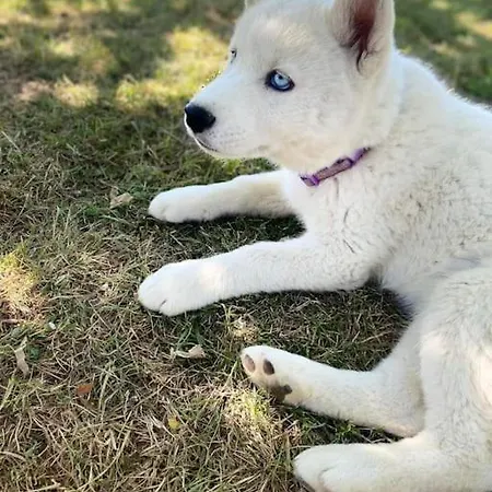 Des Huskys Szálloda 3*