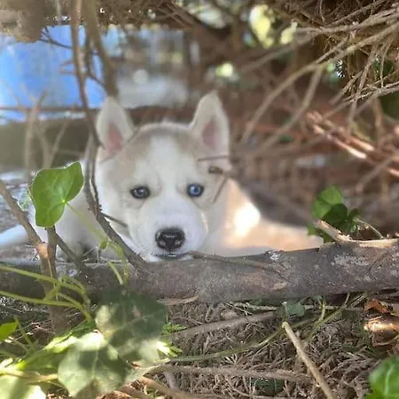 Des Huskys 3* Tonnay-Charente