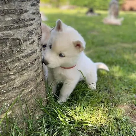 Des Huskys Szálloda