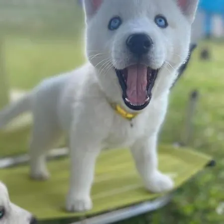 Des Huskys Szálloda