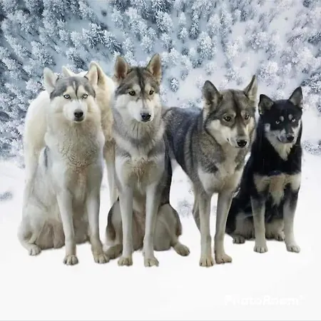 Szálloda Des Huskys Tonnay-Charente