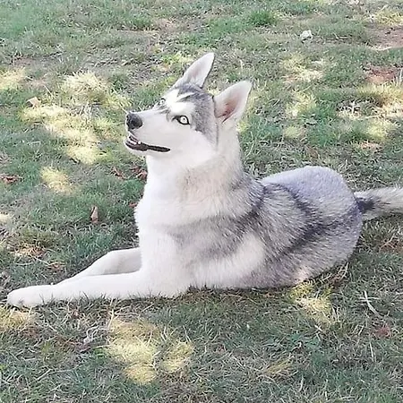 Des Huskys 3*