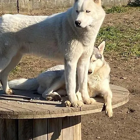 Des Huskys 3* Tonnay-Charente